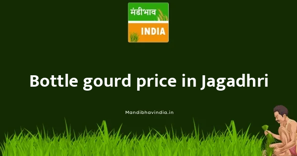 Bottle gourd price